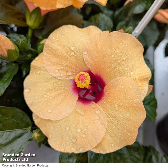 Hibiscus rosa sinensis 'HibisQs Adonicus Apricot'