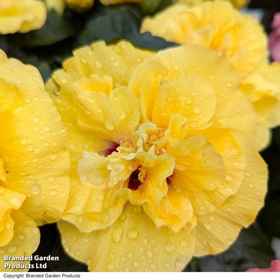 Hibiscus rosa sinensis 'HibisQs Adonicus Double Yellow'