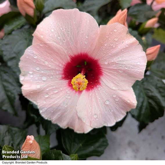 Hibiscus rosa sinensis 'HibisQs Adonicus Rosa'