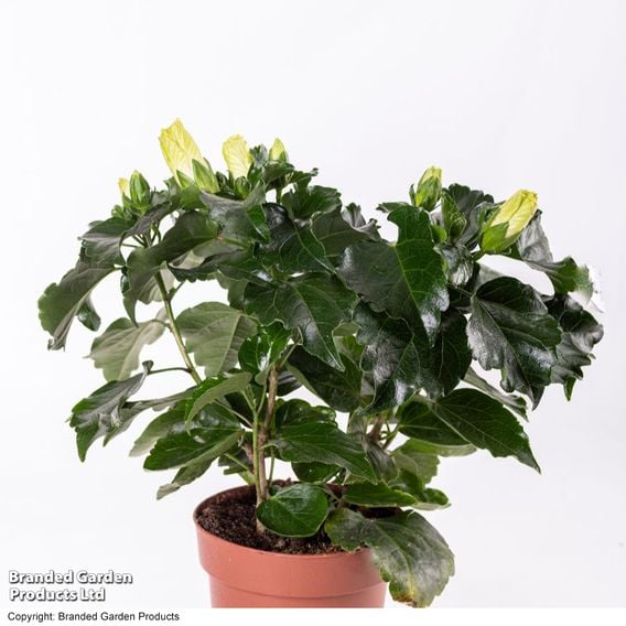 Hibiscus rosa sinensis 'HibisQs Adonicus White'