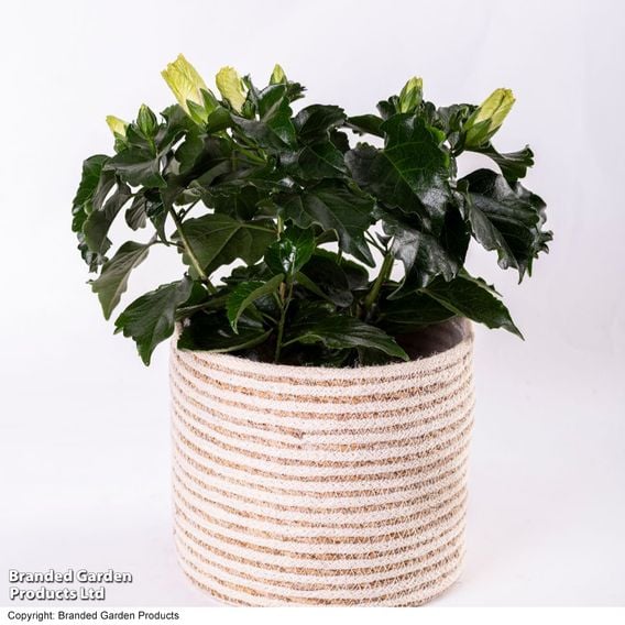 Hibiscus rosa sinensis 'HibisQs Adonicus White'