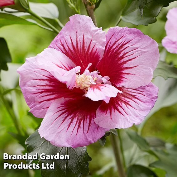 Hibiscus 'Flower Tower Purple'