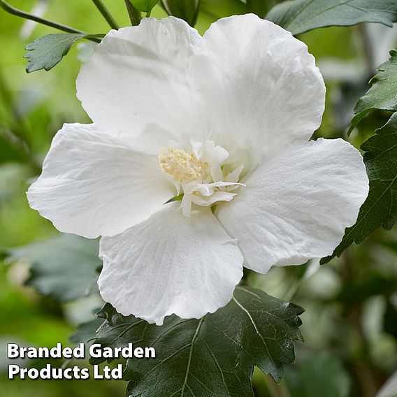 Hibiscus 'Flower Tower White'