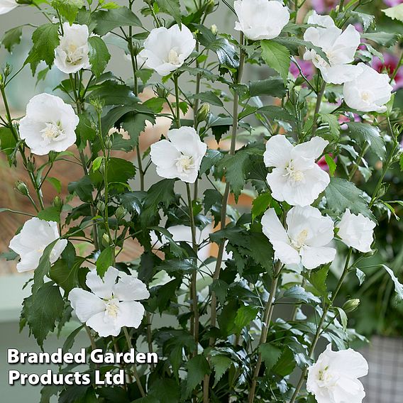 Hibiscus 'Flower Tower White'