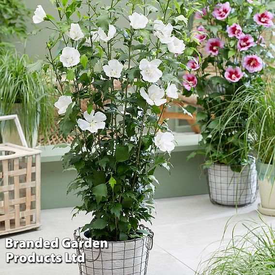 Hibiscus 'Flower Tower White'