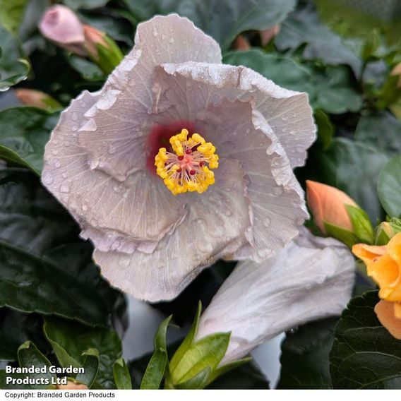 Hibiscus rosa sinensis 'HibisQs Cato'