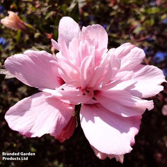Hibiscus syriacus 'Pink Chiffon'