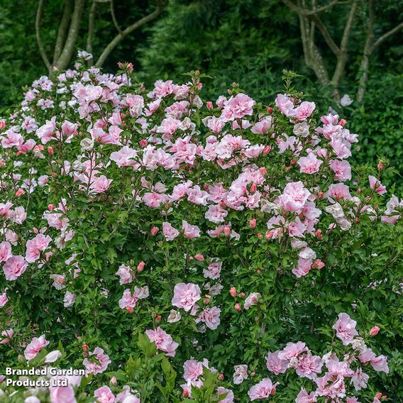 Hibiscus syriacus 'Pink Chiffon'