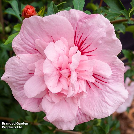Hibiscus syriacus 'Pink Chiffon'