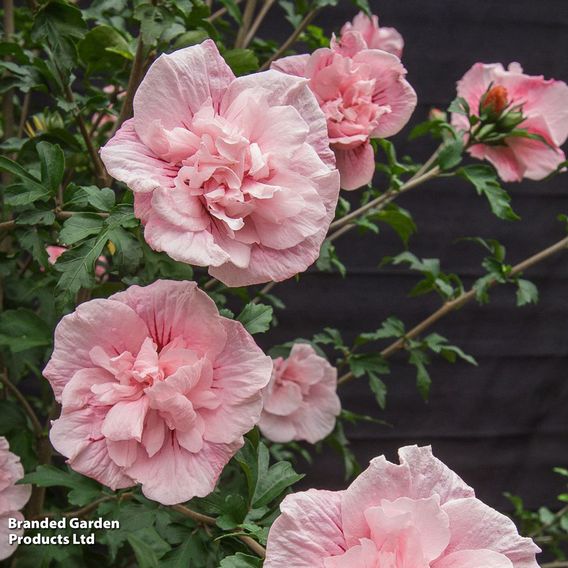 Hibiscus syriacus 'Pink Chiffon'