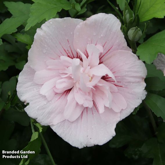 Hibiscus syriacus 'Pink Chiffon'