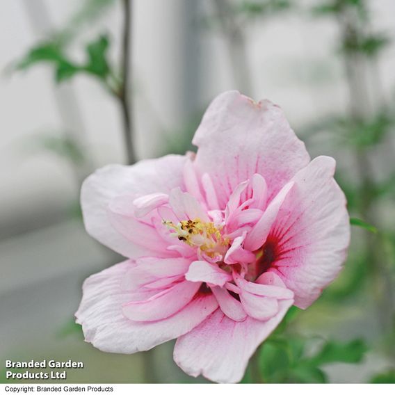 Hibiscus syriacus 'Pink Chiffon'