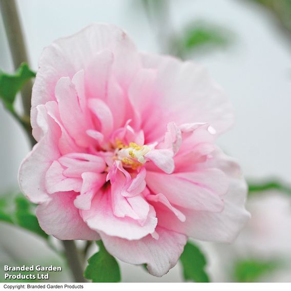 Hibiscus syriacus 'Pink Chiffon'
