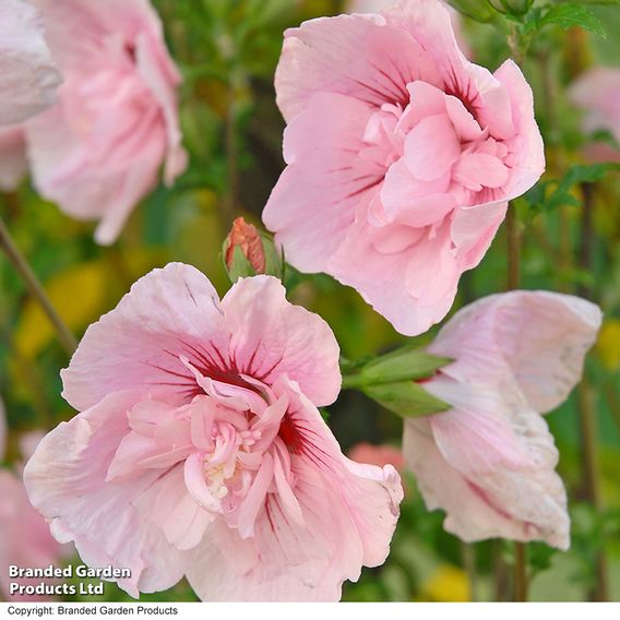 Hibiscus syriacus 'Pink Chiffon'
