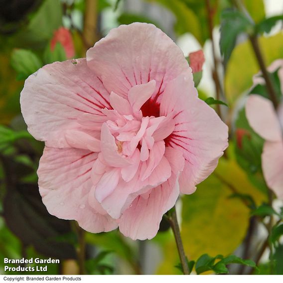Hibiscus syriacus 'Pink Chiffon'