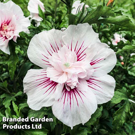 Hibiscus 'Starburst Chiffon'