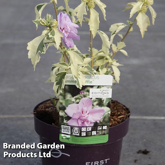 Hibiscus syriacus Summer 'Ruffle'