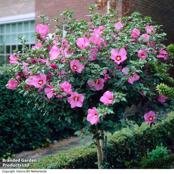 Hibiscus syriacus 'Woodbridge'