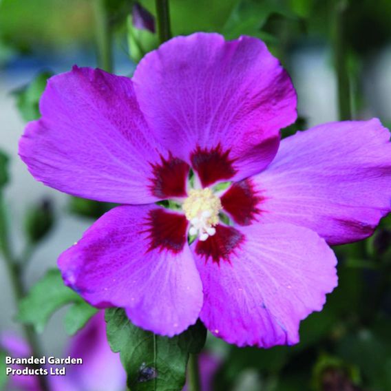 Hibiscus syriacus 'Woodbridge'