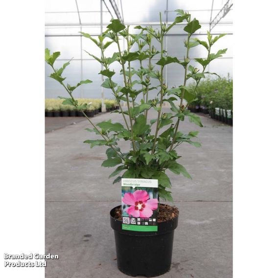 Hibiscus syriacus 'Woodbridge'