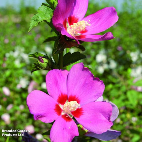 Hibiscus syriacus 'Woodbridge'