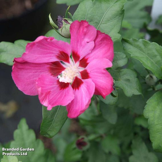 Hibiscus syriacus 'Woodbridge'