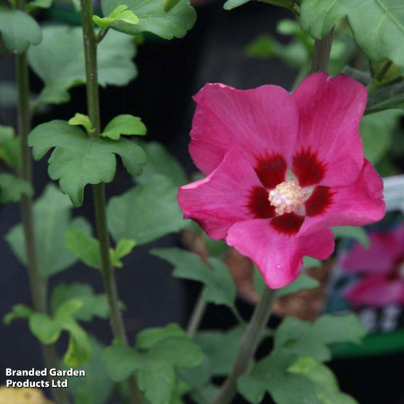 Hibiscus syriacus 'Woodbridge'