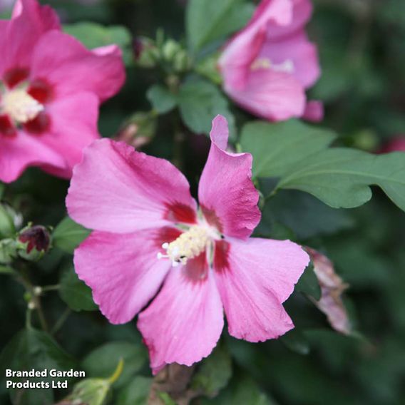 Hibiscus syriacus 'Woodbridge'
