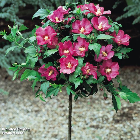 Hibiscus syriacus 'Woodbridge'