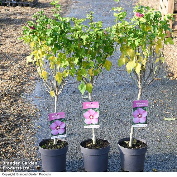 Hibiscus syriacus 'Woodbridge'