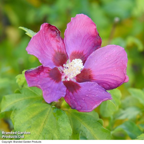 Hibiscus syriacus 'Woodbridge'