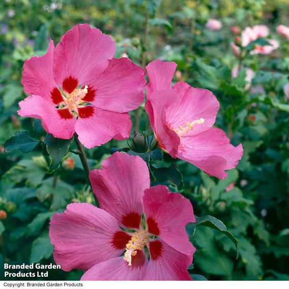 Hibiscus syriacus 'Woodbridge'