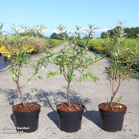 Hippophae rhamnoides 'Botanika'