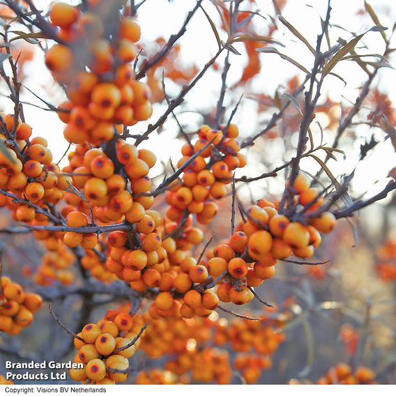 Sea Buckthorn (Hedging)