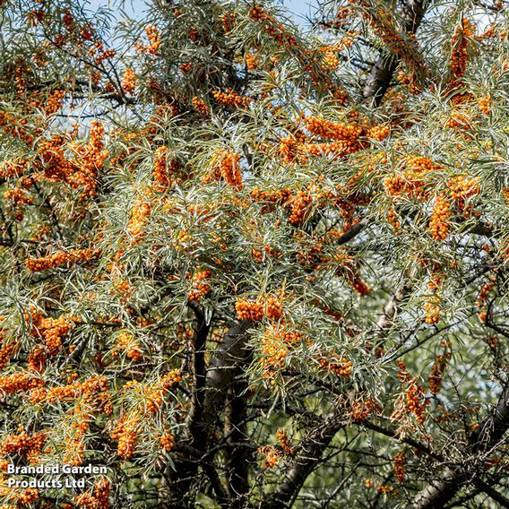 Sea Buckthorn (Hedging)