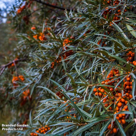 Sea Buckthorn (Hedging)
