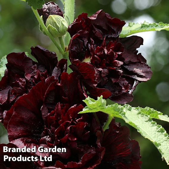 Hollyhock 'Chater's Chestnut Brown'