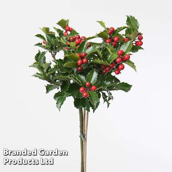 Holly 'Blue Maid' (Standard)