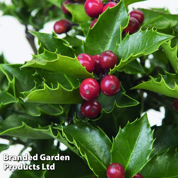 Holly 'Blue Maid' (Standard)