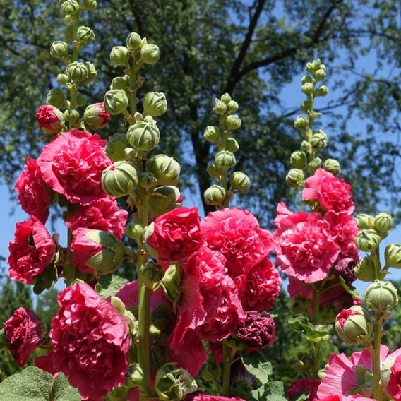 Hollyhock 'Chaters Double Violet'