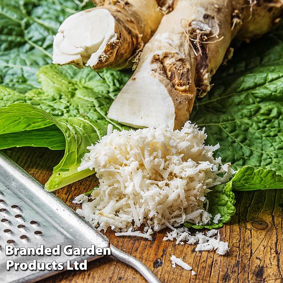 Horseradish Root