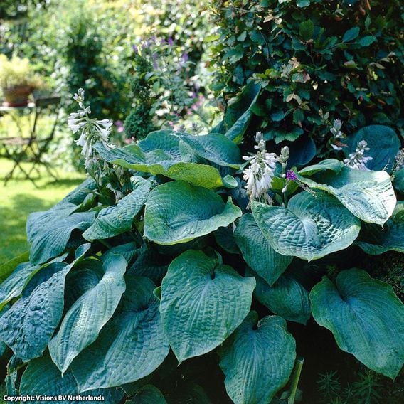 Hosta 'Big Daddy'