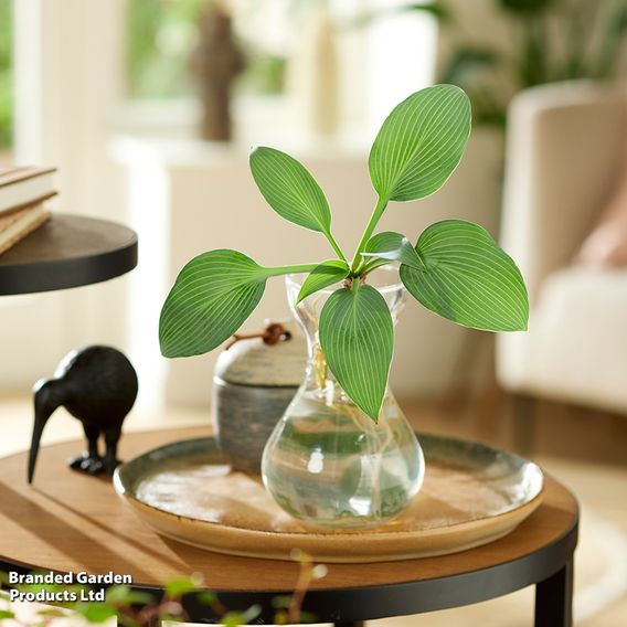 Hosta BotaniQua 'Iced Green' Hydroponic Kit