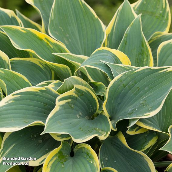 Hosta 'First Frost'