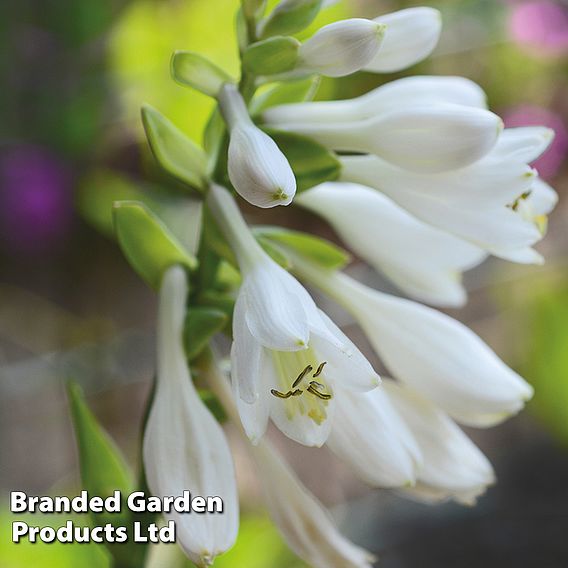 Hosta 'Frances Williams'