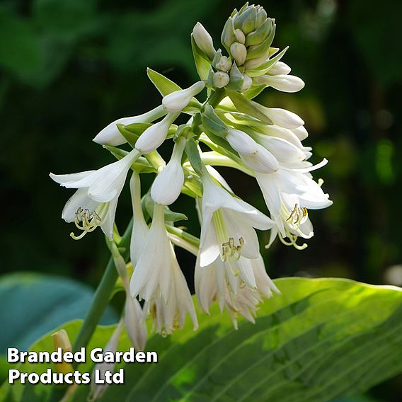 Hosta 'Frances Williams'