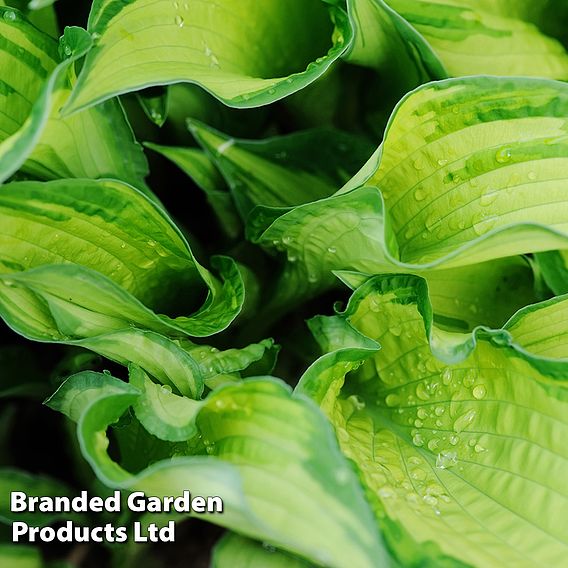 Hosta 'Great Expectations'