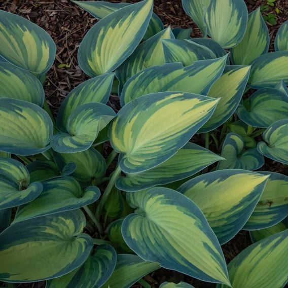 Hosta 'June'