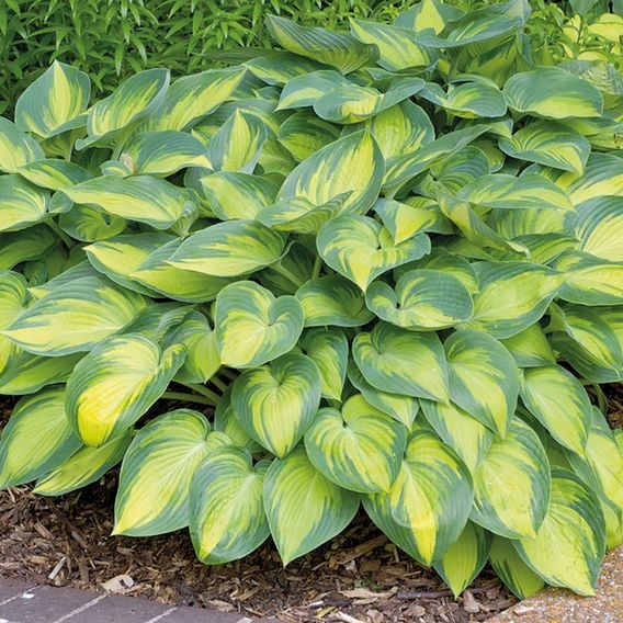 Hosta 'June'