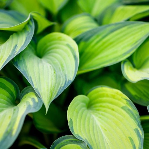 Hosta 'June'